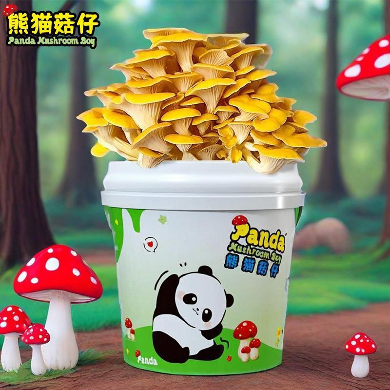 Mushroom Growing Bucket Potted Edible Fungi Balcony Mushroom Kit Stick Oyster Mushroom Fun Small Succulent Cultivation DIY Panda