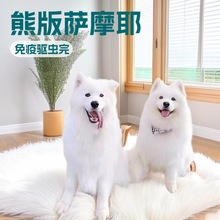 双血统萨摩耶幼犬活体宠物狗狗熊版萨摩耶雪橇犬大型护卫犬工作犬