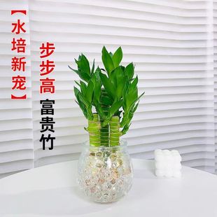 ���F��ˮ��ֲ��ˮ�B�Ĳ���֗U�lؔ�������������D�\���ӻ�������