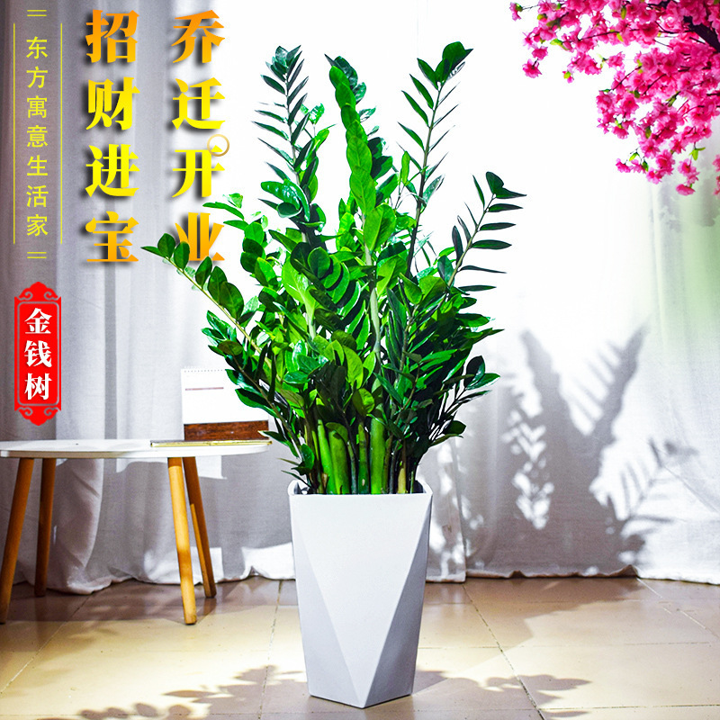 Money Tree Potted Living Room Prosperous House Green Plants Large Money String Office Fortune Tree Housewarming Opening Flower Bonsai