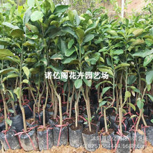 ̩���t��ʯ���Ә������V��ɳ���ּt�������Ϸ��Nֲ�����ش����