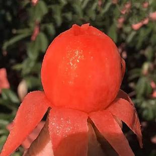 Dahongpao Loquat Fruit Saplings Genuine Grafted Seedlings Cold-Resistant Varieties North and South Planting Potted Ground Planting Loquat Fruit Seedlings