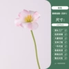 Pink New Tulip (Leafless)
