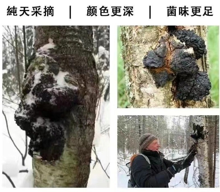 Wild Birch Chaga Mushroom Dark Extract Deep Aged Direct From Origin 500g Culinary Use key features