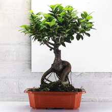 8字金钱榕树盆栽室外植物大型花卉绿植老根阳台S人参榕树盆景老桩