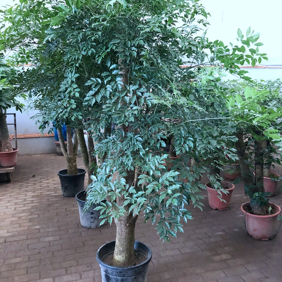 幸福树盆栽 大叶幌伞枫 菜豆树 接骨凉伞 绿宝 园艺绿化花卉盆栽-阿里巴巴