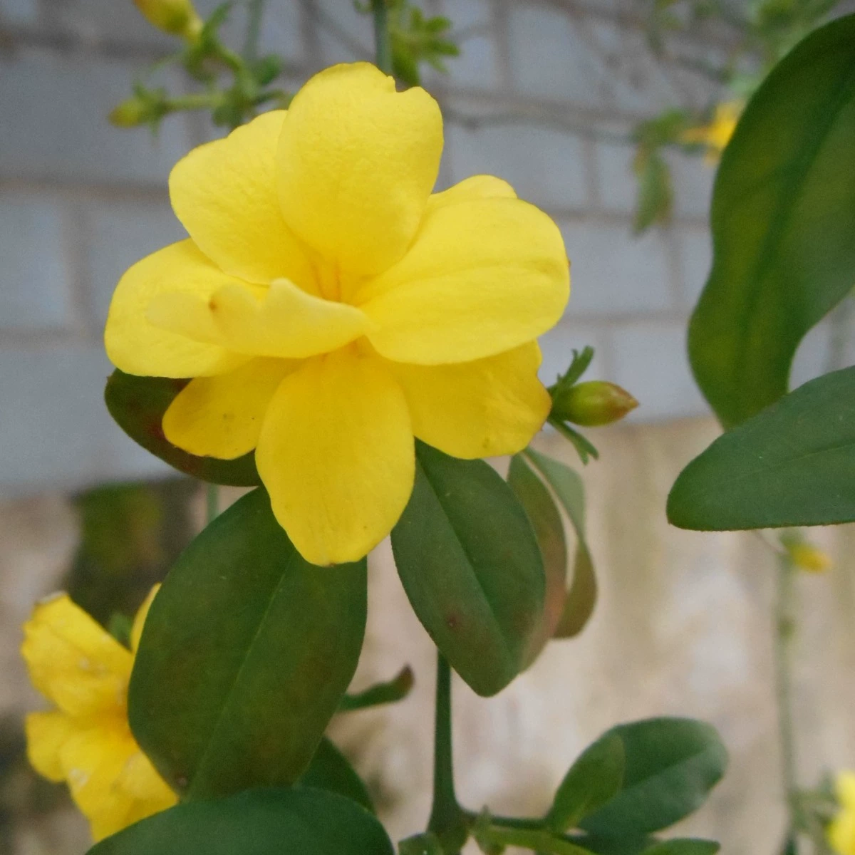 Оптовая продажа зимнего жасмина, также известного как Юньнань Хуансин, Хунаньский зимний жасмин, посадка во дворе, оптовая продажа различных саженцев