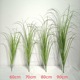 60cm high onion grass