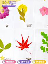 真树叶书签塑封干花过塑植物标本银杏红枫叶子蕨类幼儿园认识教学