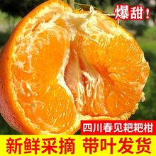 耙耙柑春见【带叶发货】四川粑粑新鲜水果当季现采应季丑桔橘子