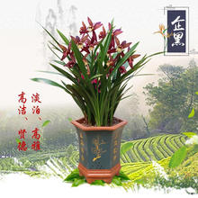 花卉兰花四季室内花卉绿植盆栽浓香型兰花苗带花苞易养办公室绿植