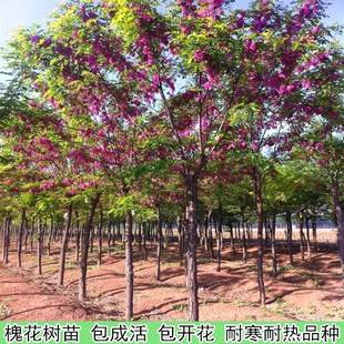 �㻨�����縻�F�仱����t��������ͥԺ�G�����ܻ��@ֲ���󻱘���