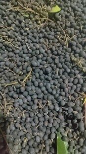 ˮϞ�N���ļ��_���NֲͥԺ�o�»���ˮϞ��G����ľˮϞ����N��