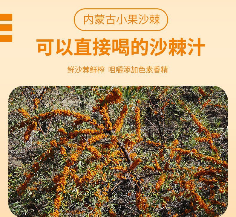 Frozen Wild Sea Buckthorn Berries Fresh Harvest Inner Mongolia 1000 kg Bulk specifications