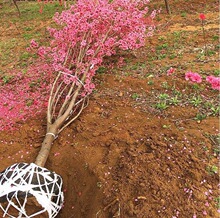 紫叶碧桃树苗桃树小苗庭院彩叶大型耐寒绿化风景树红花碧桃树活苗