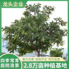 无患子苗木园林绿化工程乔木树苗四季常青树木观赏景观树基地