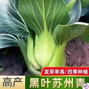 Black-Leafed Suzhou Green Rapeseed Seeds, Small Green Vegetables, Shanghai Green Vegetable Seeds, Dwarf Rapeseed Seeds, Four-Season Vegetable Seeds