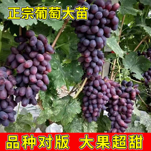 �޷�����������������������ј���ꖹ�õ���{��ʯ�Nֲ�������