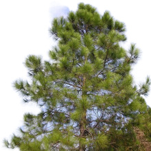 一年生马尾松湿地松小苗国外松树苗工程绿化造林苗木