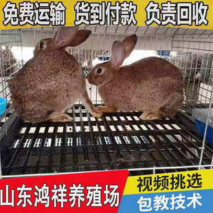 �����rĸ�Ãr�������L�ڹ������w�����r����ĸ���Ӱ��������Ӄr��