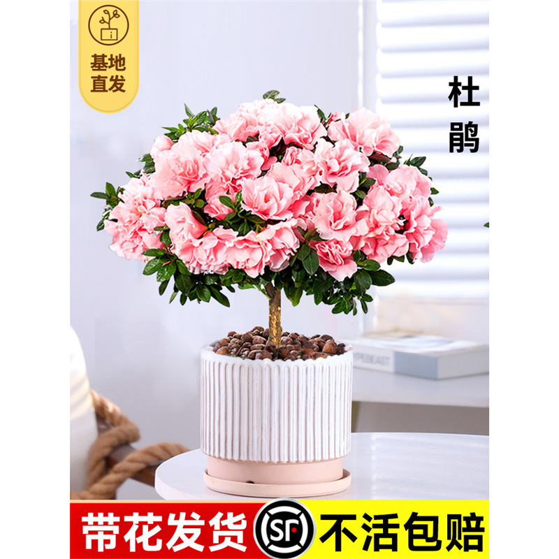 杜鹃花盆栽带花苞四季开花卉绿植物室内鲜花阳台树苗老桩好养易活