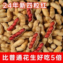 2024年红皮生花生带壳晒干米新鲜新花生的新货炒花生原味带壳零食