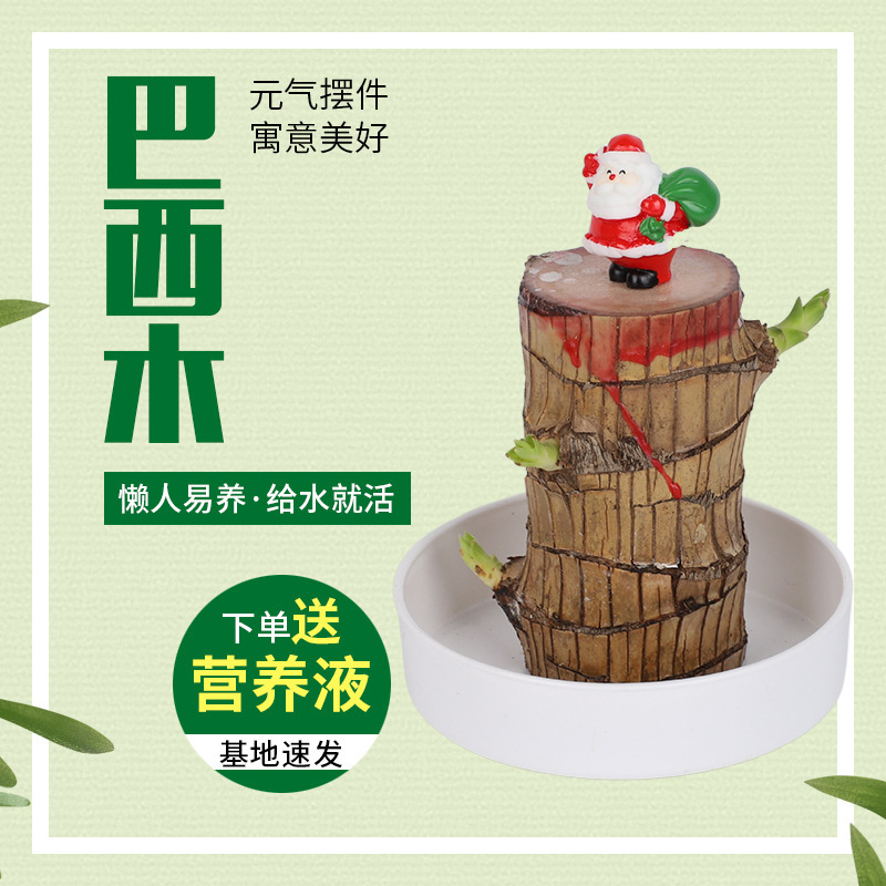 Brazilian Wood Hydroponic Plant Lucky Wood Desktop Green Plant Potted Villain Figure Ceramic Flower Pot Plus Brazilian Wood