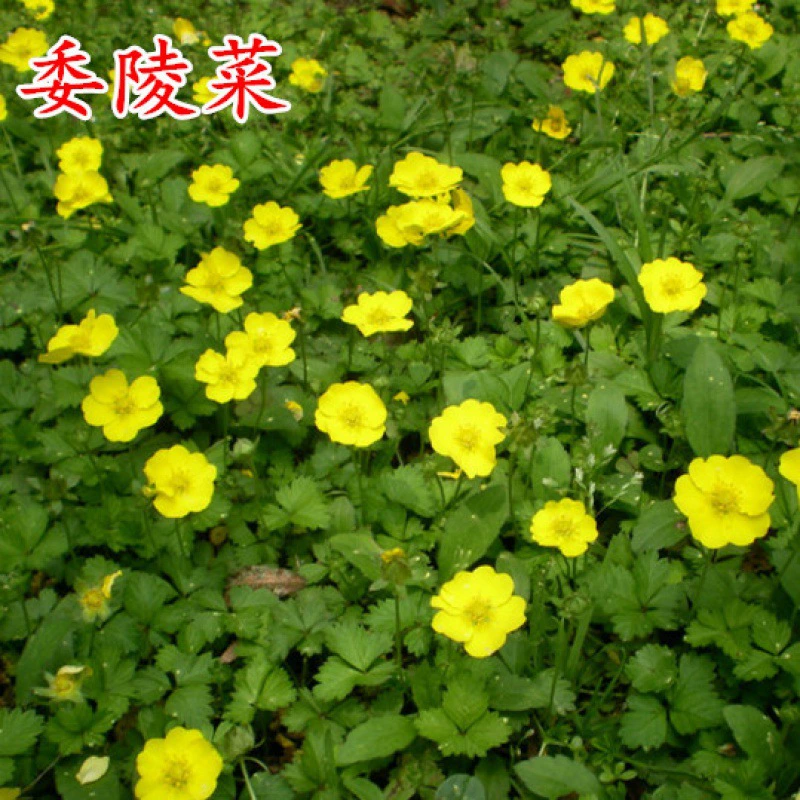 Семена лапчатки Pulsatilla семена жаба трава Семена двор многолетние ландшафт почвопокровное растение выносливый допуск тени