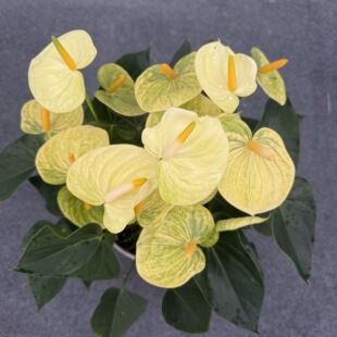 �S�ƾG�������� С��  �M��ˮ����ƻ��ܾGֲ�������