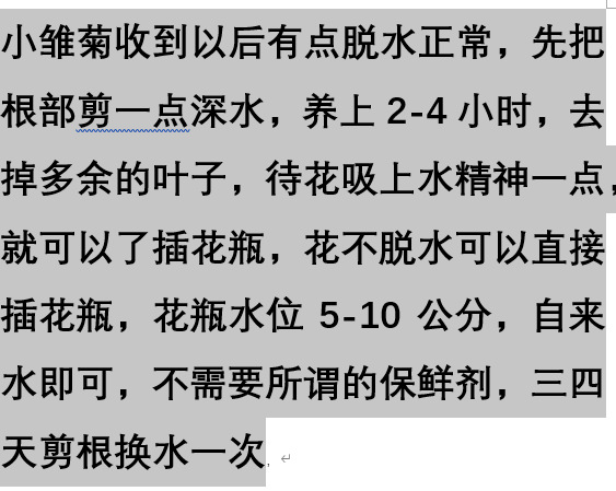 小雏菊鲜花 顺丰上门 批发选色云南基地瓷瓶小雏菊纽扣菊各种鲜花