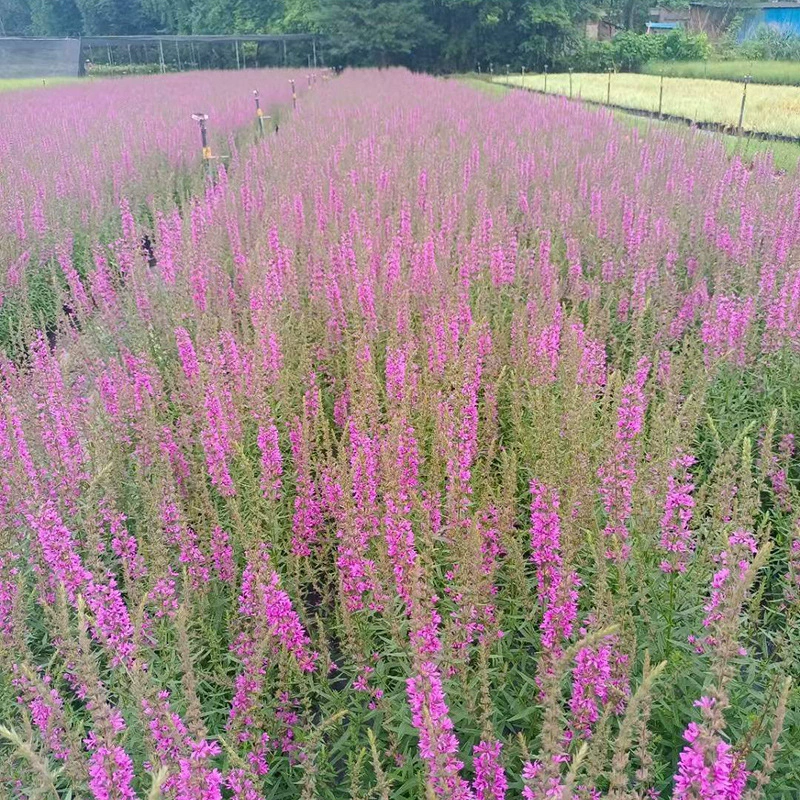 Qianqi Siaoni Shuzhong Yu