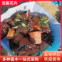 �t�������޸����� �G�����@С�^�t�~���Եر����߾��� ������