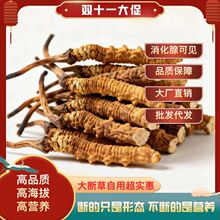 冬虫夏草断草特价 虫草大断草干货 断草茶自己吃泡酒那曲冬虫夏草