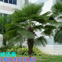批发棕榈树苗棕树苗棕榈小苗扇子树苗四季常青绿化苗木庭院盆栽