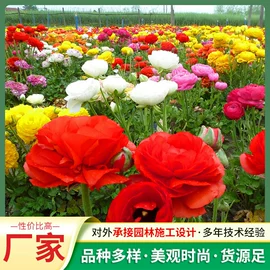 种子;种球;草种子