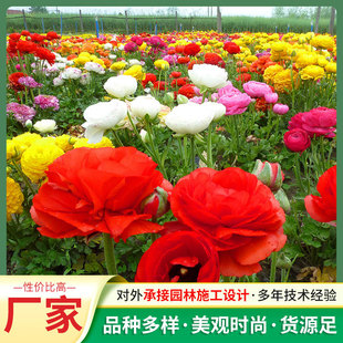 Wholesale Supply of Ranunculus Seeds Wonderland Series Ranunculus Also Known as Foreign Peony Garden Florals Ranunculus Seeds