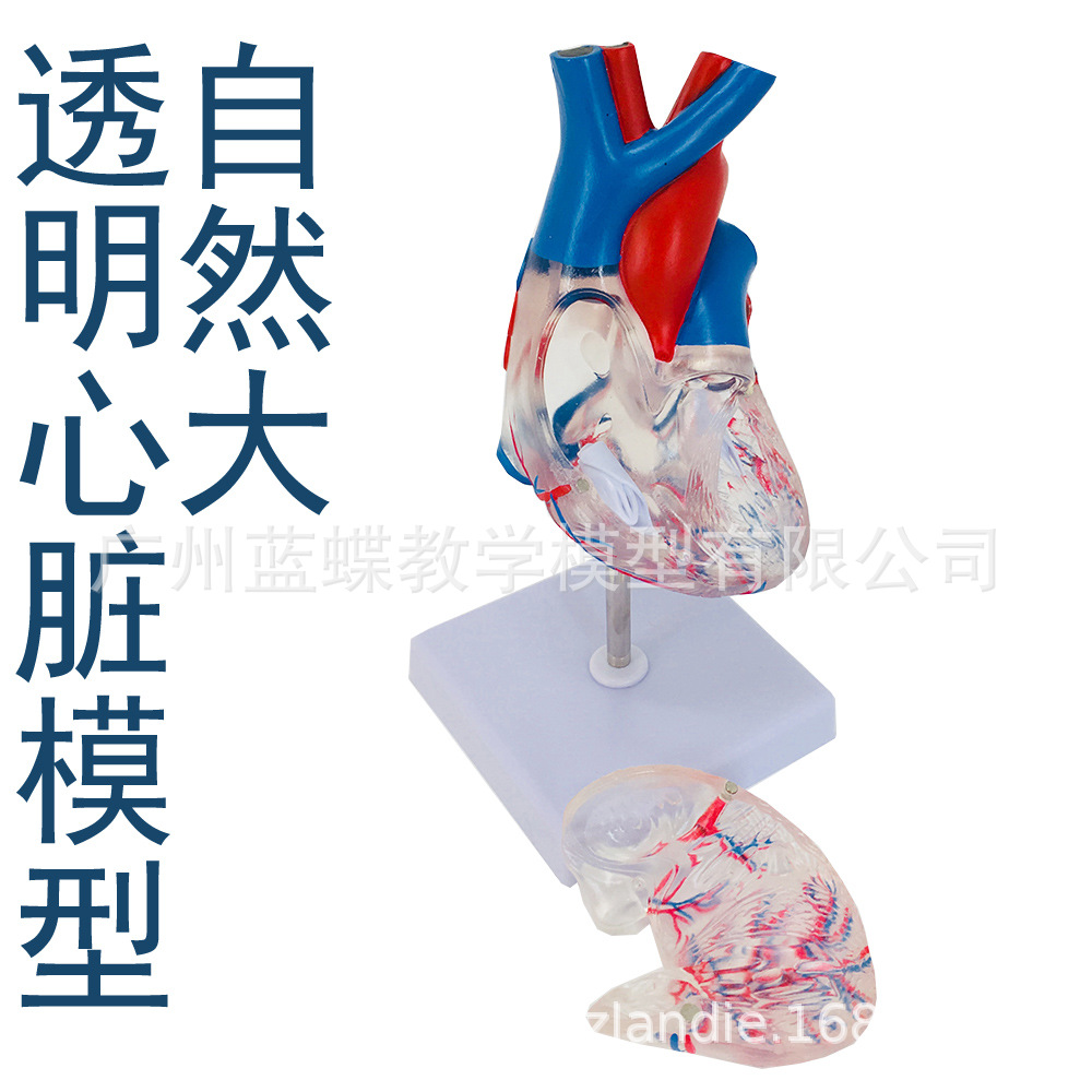 ��Ȼ��͸������ģ�� �����׼�������ģ��B���ʳ��ɲ�жҽѧ��ѧ