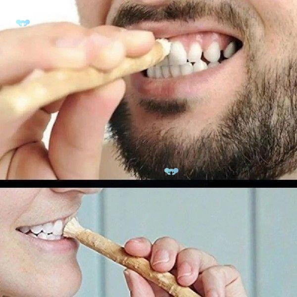 Cepillo de Dientes Natural Miswak Tradicional Arak Miswak para Dientes