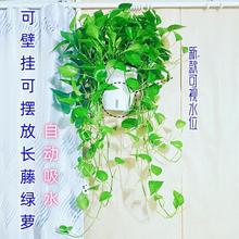 壁挂大叶长藤绿萝室内垂吊植物吸甲醛挂墙客厅绿植盆栽钻石翡翠兰