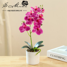假花八头胶片蝴蝶兰盆景仿真花厂家直供创意人造家居装饰仿真盆栽