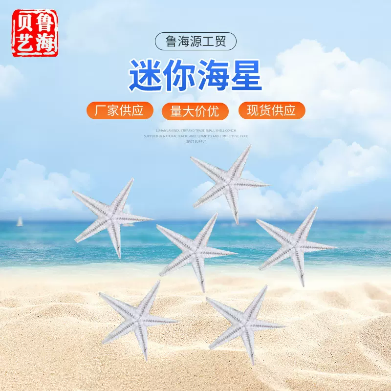 迷你海星 微景观装饰挂饰贝壳天然海螺迷你海星小黄海星