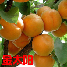 杏树苗南北方种植结果大金太阳甜杏巨蜜红杏山杏果树苗占地果树
