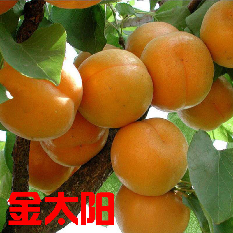 杏树苗南北方种植结果大金太阳甜杏巨蜜红杏山杏果树苗占地果树