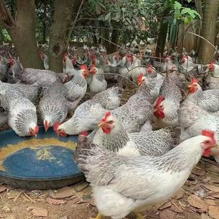 ����a�����J���u�����u���w3�ﵽ3.5��߮a��ĸ�u���ҾͿ��ԓ쵰