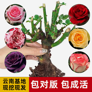Rose Seedlings, Old Piles, Blooming Green Plants in All Seasons, Indoor and Outdoor Balcony Potted Plants, Courtyard Rose Florals, Yunnan Straight Hair Cross-Border
