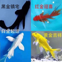金鱼活体观赏鱼锦鲤草金鱼冷水鱼黑金锦鲤黄金锦鲤白金锦鲤小型鱼