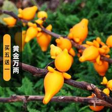 �S���f�ɹ��N��20��������ָ�����ͬ�÷N�ѿ��^���л�����������