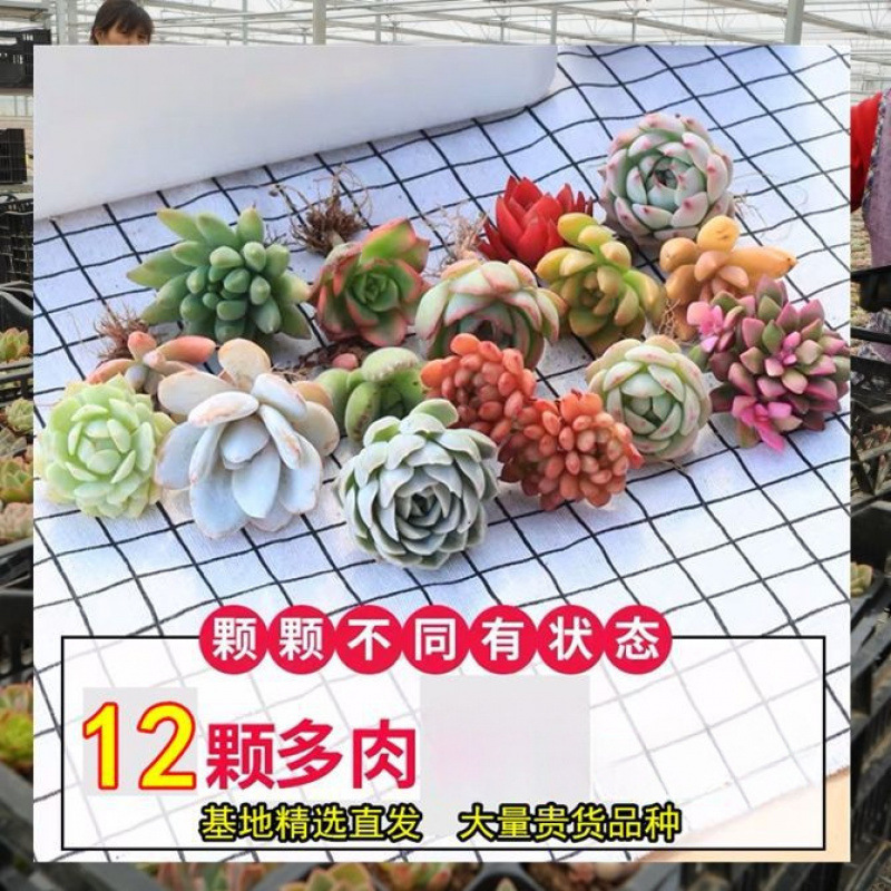 多肉植物卸売鉢植え組み合わせ花屋内ルビーエデナス高級多肉植物ガーデニング|undefined