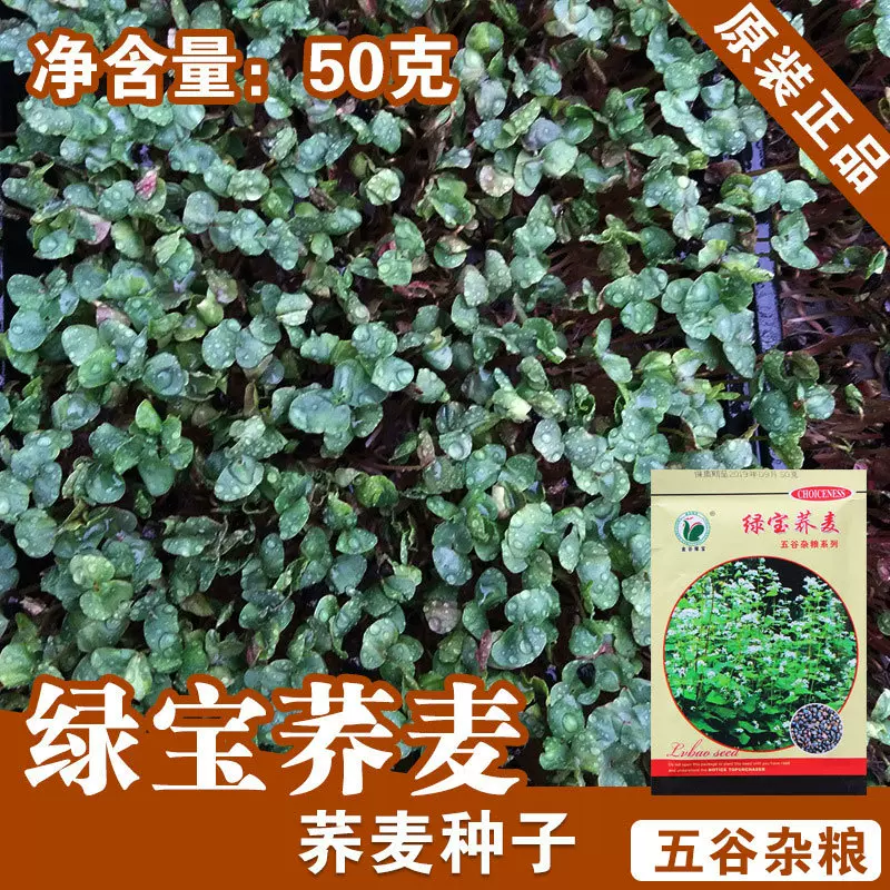 荞麦种子荞麦籽芽苗菜种子甜荞麦杂粮种子蔬菜种子批发