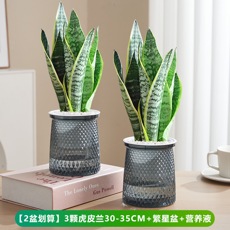 [2개 세면대는 가성비 좋음] 호랑이 피라냐 30-35cm 3개 + 별 세면대 + 영양액